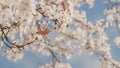 Spring Background With Delicate Flowers. Blossoming Branch Of Plum.