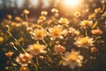 spring background design flowers in sunset. ai generative Royalty Free Stock Photo