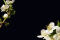 Spring background for designer with floral corners