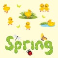 Spring background with ducklings, chickens and insects