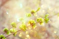 Spring background, . First spring gentle leaves, buds and branches close up with sun light and bokeh background