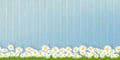 Spring background with Flower grass field on wood wall panel,Vector illustration banner backdrop of Summer nature with chamomiles Royalty Free Stock Photo