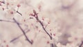 Spring Background. Flowering Ornamental Purple-Leaf Plum With White Flowers In Spring Garden.