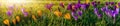 Spring background with flowering violet crocus in early spring. Lila Crocus Iridaceae The Iris Family , banner. Crocus flower Royalty Free Stock Photo