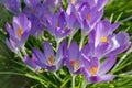 Spring background with flowering violet crocuses flowers in early spring