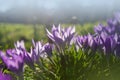 Spring background with flowering violet crocuses flowers in early spring