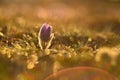 Spring background with flowers on meadow. Beautiful blooming pasque flower at sunset. Spring nature, colorful natural blurred Royalty Free Stock Photo