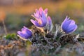 Spring background with flowers on meadow. Beautiful blooming pasque flower at sunset. Spring nature, colorful natural blurred Royalty Free Stock Photo