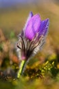 Spring background with flowers in meadow. Pasque Flower Pulsatilla grandis.