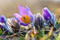 Spring background with flowers in meadow. Pasque Flower Pulsatilla grandis