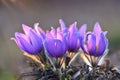 Spring background with flowers in meadow. Pasque Flower Pulsatilla grandis