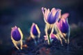 Spring background with flowers in meadow. Pasque Flower Pulsatilla grandis.