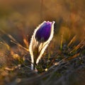 Spring background with flowers in meadow. Pasque Flower Pulsatilla grandis.