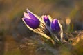 Spring background with flowers in meadow. Pasque Flower Pulsatilla grandis.