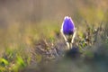 Spring background with flowers in meadow. Pasque Flower Pulsatilla grandis