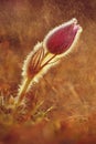 Spring background with flowers in meadow. Pasque Flower (Pulsatilla grandis).