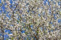 Spring background - flowers of plum tree, interlacing of branches