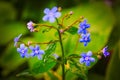 spring background forget-me-not flowers,shallow depth of field, selective focus Royalty Free Stock Photo