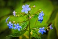 spring background forget-me-not flowers,shallow depth of field, selective focus Royalty Free Stock Photo