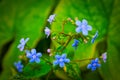 spring background forget-me-not flowers,shallow depth of field, selective focus Royalty Free Stock Photo