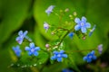 spring background forget-me-not flowers,shallow depth of field, selective focus Royalty Free Stock Photo