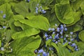 spring background forget-me-not flowers,shallow depth of field, selective focus Royalty Free Stock Photo