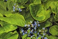 spring background forget-me-not flowers,shallow depth of field, selective focus Royalty Free Stock Photo