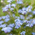 spring background forget-me-not flowers. shallow depth of field, selective focus. background blue blurred Royalty Free Stock Photo