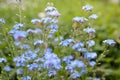 spring background forget-me-not flowers. shallow depth of field, selective focus. background blue blurred Royalty Free Stock Photo
