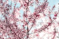 Spring background in the form of flowering tree branches with pink flowers against a blue sky. Spring flowers. Beautiful nature Royalty Free Stock Photo