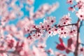 Spring background in the form of flowering tree branches with pink flowers against a blue sky. Spring flowers. Beautiful nature Royalty Free Stock Photo