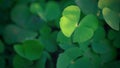 Spring background frame, Green clover leaf isolated for background. with three-leaved shamrock .
