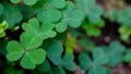 Spring background frame. Lucky Irish Four Leaf Clover. Green background with three-leaved shamrocks. St. Patrick`s day holiday sym Royalty Free Stock Photo