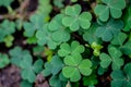 Spring background frame. Lucky Irish Four Leaf Clover. Green background with three-leaved shamrocks. St. Patrick`s day holiday sym Royalty Free Stock Photo