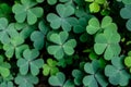 Spring background frame. Lucky Irish Four Leaf Clover. Green background with three-leaved shamrocks. St. Patrick`s day holiday sym Royalty Free Stock Photo