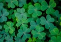 Spring background frame. Lucky Irish Four Leaf Clover. Green background with three-leaved shamrocks. St. Patrick`s day holiday sym Royalty Free Stock Photo