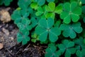 Spring background frame. Lucky Irish Four Leaf Clover. Green background with three-leaved shamrocks. St. Patrick`s day holiday sym Royalty Free Stock Photo