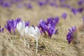 Spring background - fresh beautiful white and purple crocuses close-up Royalty Free Stock Photo