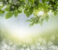 Spring background Royalty Free Stock Photo