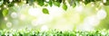 Spring Background, Fresh Green Leaves And Spring Flowers With Sunlight OnÃÂ Defocused Background Royalty Free Stock Photo