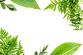 Spring background. Fresh green leaves frame on white background top view copy space Royalty Free Stock Photo