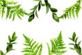 Spring background. Fresh green leaves frame on white background top view copy space Royalty Free Stock Photo