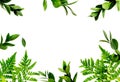 Spring background. Fresh green leaves frame on white background top view copy space Royalty Free Stock Photo
