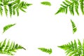 Spring background. Fresh green leaves frame on white background top view space for text Royalty Free Stock Photo