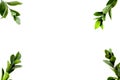 Spring background. Fresh green leaves frame on white background top view space for text Royalty Free Stock Photo
