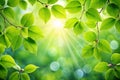 Spring Background with Fresh Green Leaves Royalty Free Stock Photo