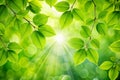 Spring Background with Fresh Green Leaves Royalty Free Stock Photo