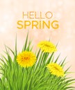 Spring background with grass and dandelions and inscription Hello