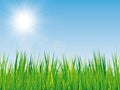 Spring background with grass texture, blue sky and sunshine Royalty Free Stock Photo