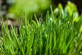 Spring background green grass close-up with sunny Royalty Free Stock Photo